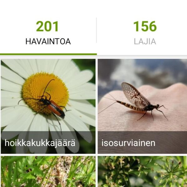 A cropped screenshot of my latest observations on Inaturalist.