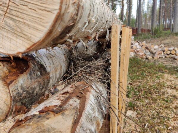 Linnun, oletettavasti rastaan, pesä sahapukilla lepäävien koivurankojen kätkössä.