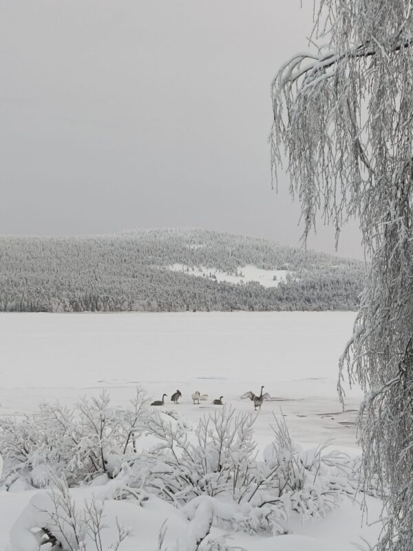 Four whooper swan cygnets and their parents on the ice of lake Pyhäjärvi.