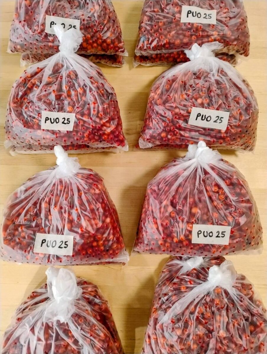 Puolukoita kolmen litran pakastuspusseissa, joiden kyljessä teippiin tussattu teksti ”PUO 25”.