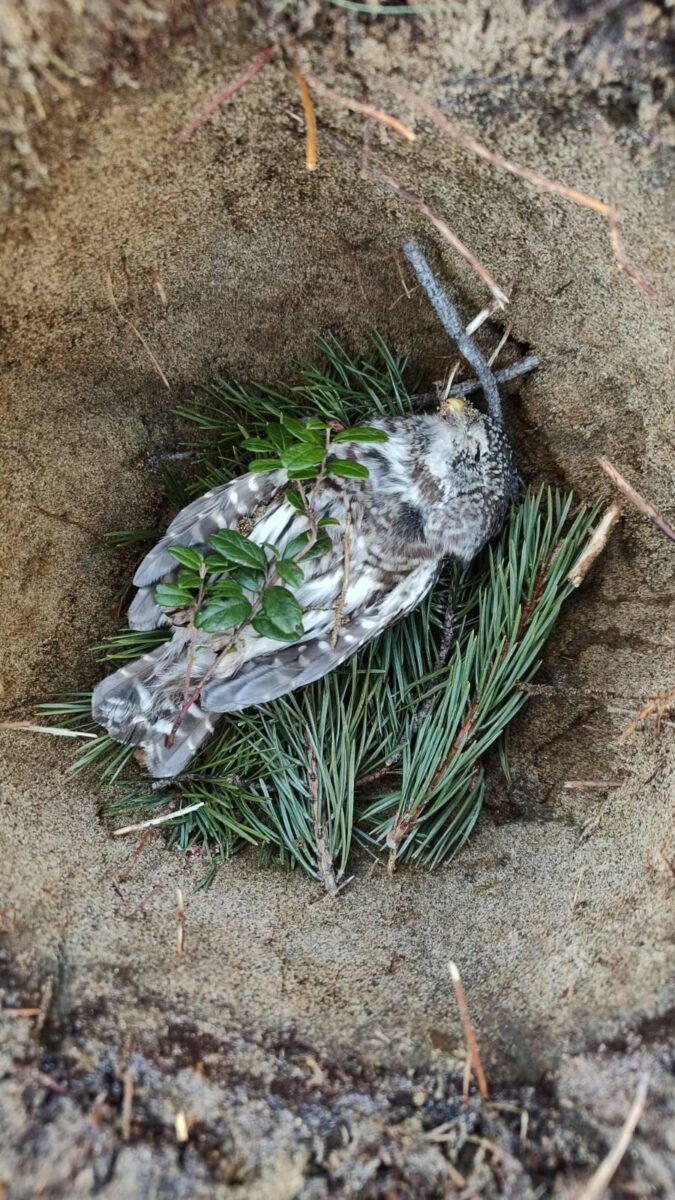 Harmaan ja valkoisen kirjava, puolukanvarvuin koristeltu pieni lintu makaa männynhavuvuoteella hiekkaisen kuopan pohjalla.